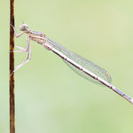Blaue Federlibelle (Platycnemis pennipes)