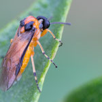 Athalia rosae (Rübsen-Blattwespe)