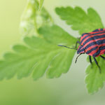 Graphosoma italicum (Streifenwanze)