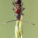 Geheimnisvoller Zierbock (Anaglyptus mysticus)