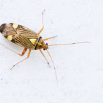 Rhabdomiris striatellus (Eichen-Schmuckwanze)
