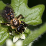 Andrena florea (Zaunrüben-Sandbiene)