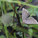 Zanclognatha sp.