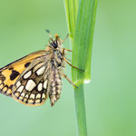 Gelbwürfeliger Dickkopffalter (Carterocephalus palaemon)