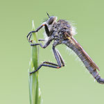 Didysmachus sp.