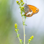 Weißbindiges Wiesenvögelchen (Coenonympha arcania)