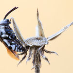 Thyreus sp. (Fleckenbiene)