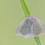 Chlorissa sp.