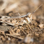 Westlicher Kreuzgrashüpfer (Dociostaurus genei)