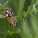 Olethreutes arcuella (Prachtwickler)