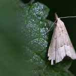 Schrankia sp.