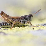 Alpen-Keulenschrecke (Aeropedellus variegatus)