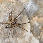 Anyphaena accentuata (Vierfleck-Zartspinne)