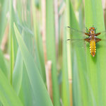 Libellula depressa (Plattbauch)