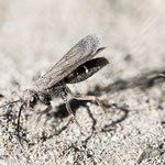 Episyron sp. (Wegwespe)