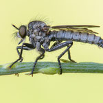 Dysmachus hamulatus