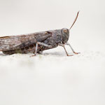 Gefleckte Schnarrschrecke (Bryodemella tuberculata)