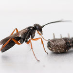Wegwespe (Agenioideus sp.)