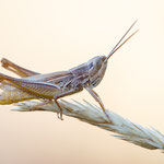 Eleganter Dickkopf-Grashüpfer (Euchorthippus elegantulus)