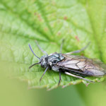 Arge ciliaris