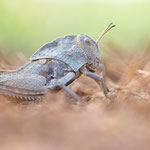 Gesägte Steinschrecke (Prionotropis hystrix)