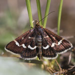 Pyrausta nigrata