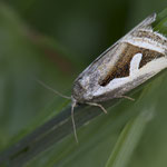 Deltote uncula