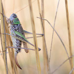 Steppen-Beißschrecke (Montana montana)