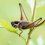 Südliche Strauchschrecke (Pholidoptera fallax)