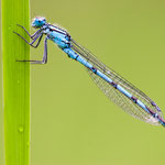 Enallagma cyathigerum (Gemeine Becherjungfer)