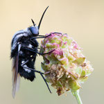 Bombomyia stictica