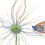 Alpen-Wiesenvögelchen (Coenonympha gardetta)