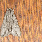 Auchmis detersa (Berberitzeneule)