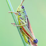 Sumpfschrecke (Stethophyma grossum)