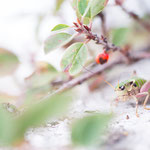 Alpenschrecke (Anonconotus alpinus)