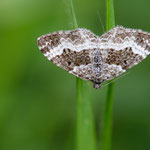 Epirrhoe alternata (Graubinden-Labkrautspanner)