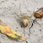 Oxyopes lineatus