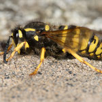 Dolichovespula sylvestris (Waldwespe)