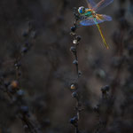 Sympetrum fonscolombii (Frühe Heidelibelle)