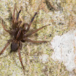 Trochosa terricola (Erdwolfspinne)
