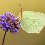 Zitronenfalter (Gonepteryx rhamni)