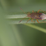 Rhopalus maculatus