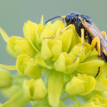 Tenthredo sp.