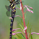 Gestreifte Quelljungfer (Cordulegaster bidentata)