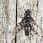 Anthrax trifasciatus