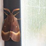 Lasiocampa quercus (Eichenspinner)