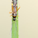 Cyllecoris histrionius