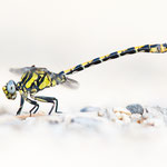 Onychogomphus uncatus (Große Zangenlibelle)