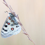 Roter Apollo (Parnassius apollo)