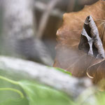 Dysgonia algira (Brombeereule)